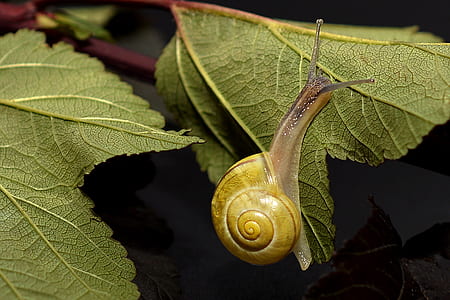 yellow snail on green leaf plant thumbnail