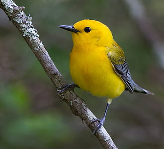 Prothonotary warbler perched on branch during daytime thumbnail