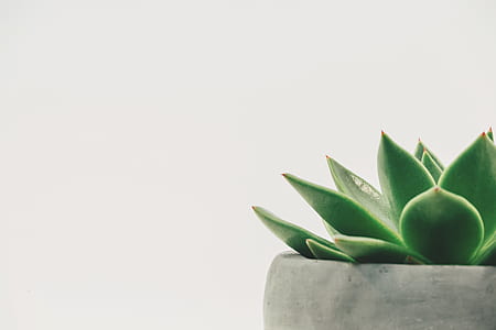nature, petals, plant, green thumbnail