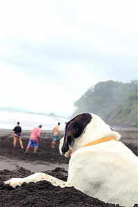 selective focus photo of white dog sitting on seashore thumbnail