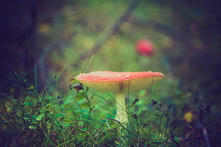 macro photography of mushroom thumbnail