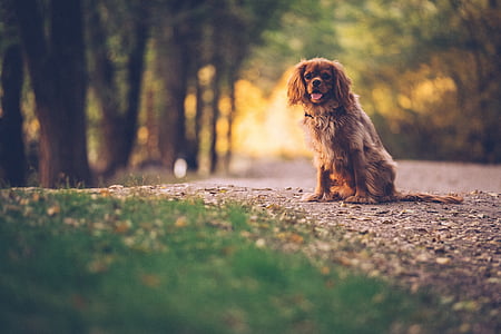 selective focus photography of Cavalier King Charles spaniel sitting near grass and trees at daytime thumbnail