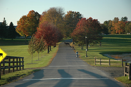 green and brown trees thumbnail