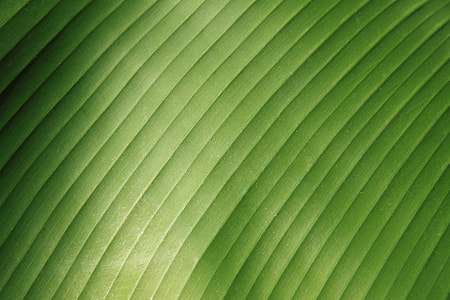close up, photo, green, textile, abstract, background thumbnail