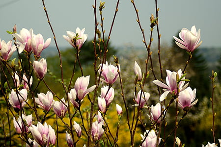 pink Chinese magnolias in bloom at daytime thumbnail
