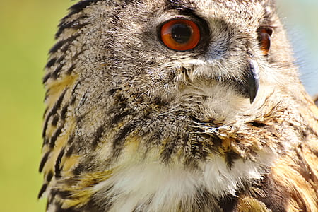 selective focus photograph of brown owl thumbnail
