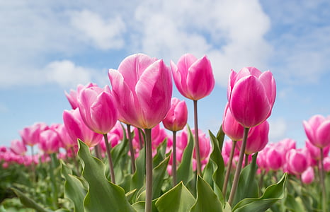 pink tulip flowers under calm sky thumbnail