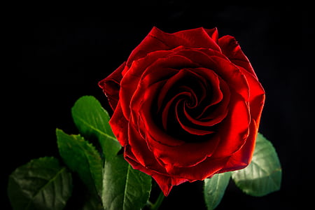 red rose with black background thumbnail