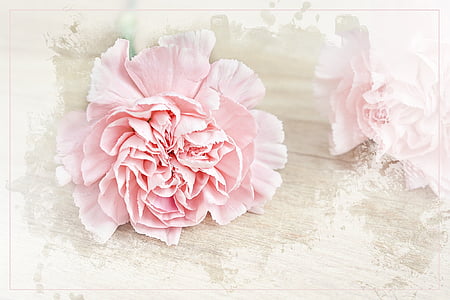 pink petaled flower on white surface thumbnail
