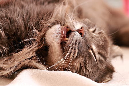 short-haired gray cat lying on cloth thumbnail
