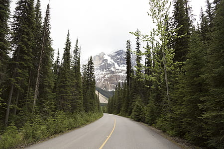 road surrounded with pine trees thumbnail