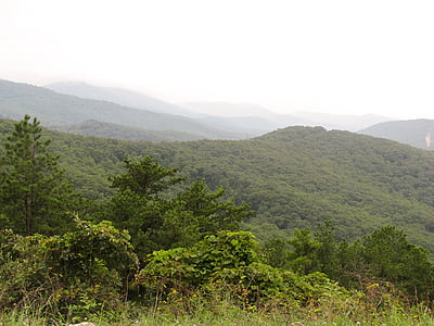 green trees thumbnail