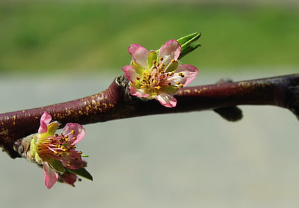 pink petaled flower in bloom thumbnail