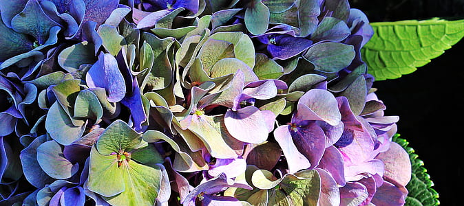 close up photograph of purple petaled flowers thumbnail