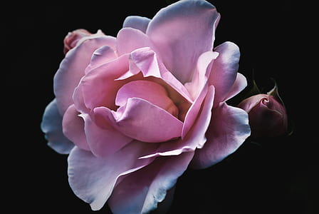 Pink Petaled Flower thumbnail