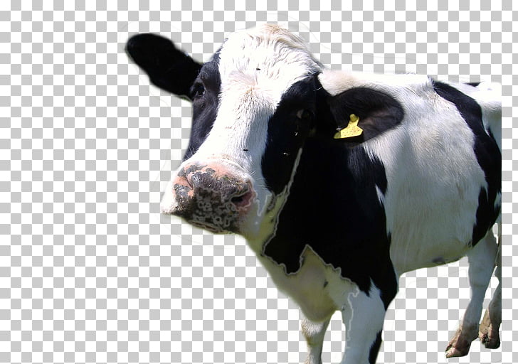 holstein-friesian-cattle-hereford-cattle-farm-animals-cows-dairy-farming-others.jpg