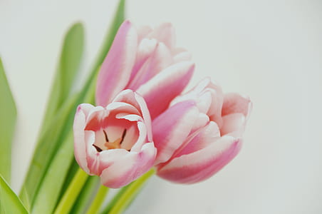 pink tulips flower thumbnail