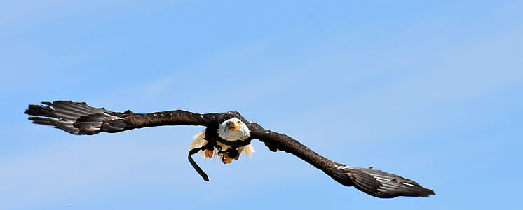 Bald eagle flying thumbnail