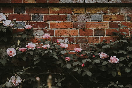 pink flowers thumbnail