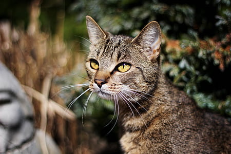 black and brown cat thumbnail