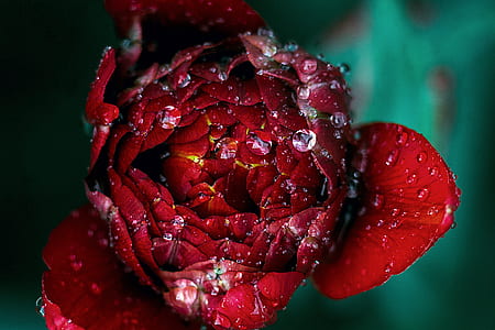closeup photography of red tulip flower bud with water droplets thumbnail