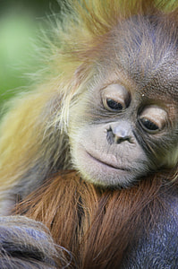 brown primate thumbnail