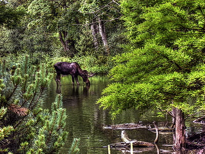 Black Moose Drinking Water thumbnail