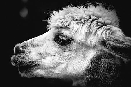 sheep grayscale photo thumbnail