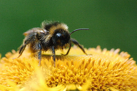close-up photography of honeybee on sunflower thumbnail