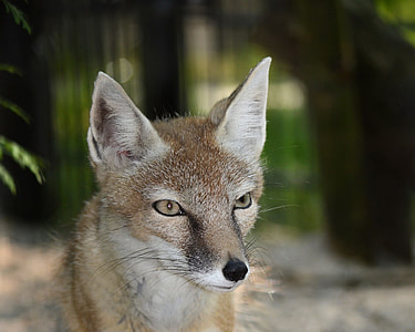 close up photo of a fawn Fox thumbnail