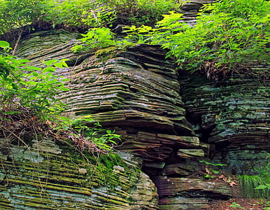 Green Leaf on Brown Stone Cliff thumbnail