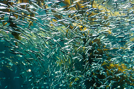 shoal of pet fish thumbnail