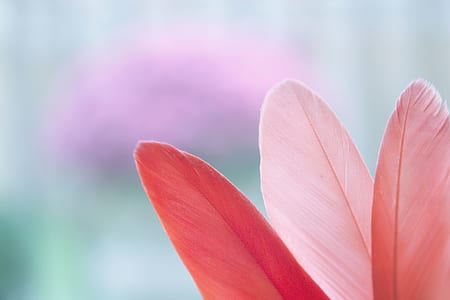 three assorted-color feathers thumbnail