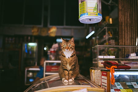 Brown Tabby Cat thumbnail