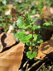 Glechoma Hederacea, Ground-Ivy thumbnail