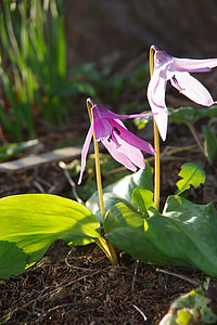 Flowers, Japanese Dog'S Tooth Violet thumbnail