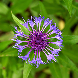 Mountain Cornflower, Blue Flower thumbnail