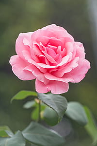 garden, flower, pink, rosa thumbnail