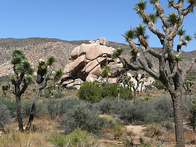 Joshua Tree National Park, Joshua Tree thumbnail