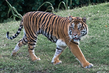 brown tiger on green grass at daytime thumbnail