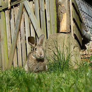 brown rabbit beside brown wooden fence thumbnail