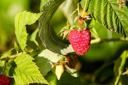 shallow focus photo of red fruit thumbnail
