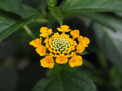 Lantana, Lantana Camara Cultivar thumbnail