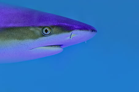 closeup photo of gray and white fish thumbnail
