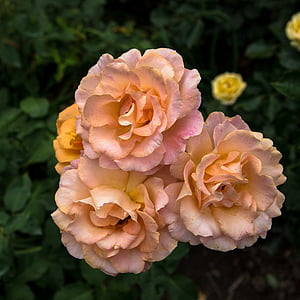 orange flowers thumbnail