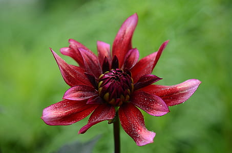 Red Multipetal Flower thumbnail