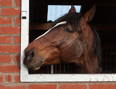 brown horse peeping on window thumbnail