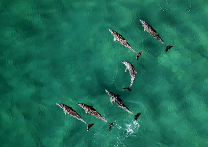six dolphins on water thumbnail