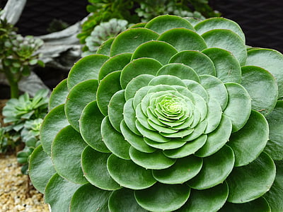 green rosette succulent plant thumbnail