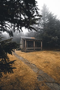 brown shed surrounded by trees thumbnail
